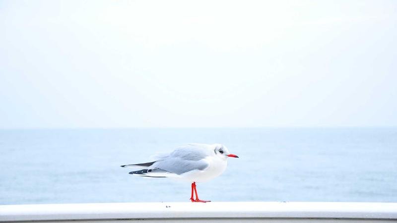 冒险岛游戏攻略图2