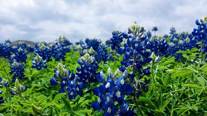 格里梅尔职业深度解析：技能连招与加点推荐