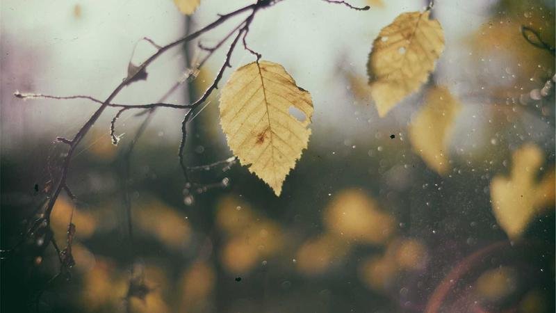 玩家必看：丛林地带高效刷怪路线推荐