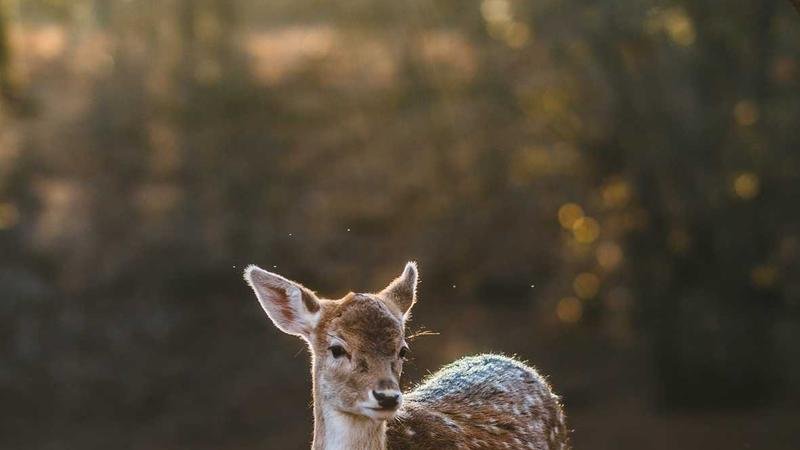 日落悬崖版本更新解读：新BOSS挑战攻略