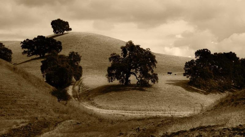 卡德纳职业深度解析：技能连招与加点推荐