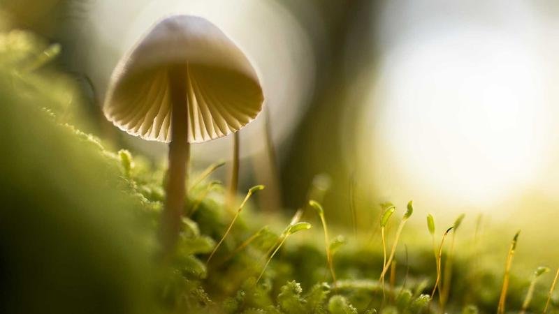 武陵版本更新解读：新BOSS挑战攻略