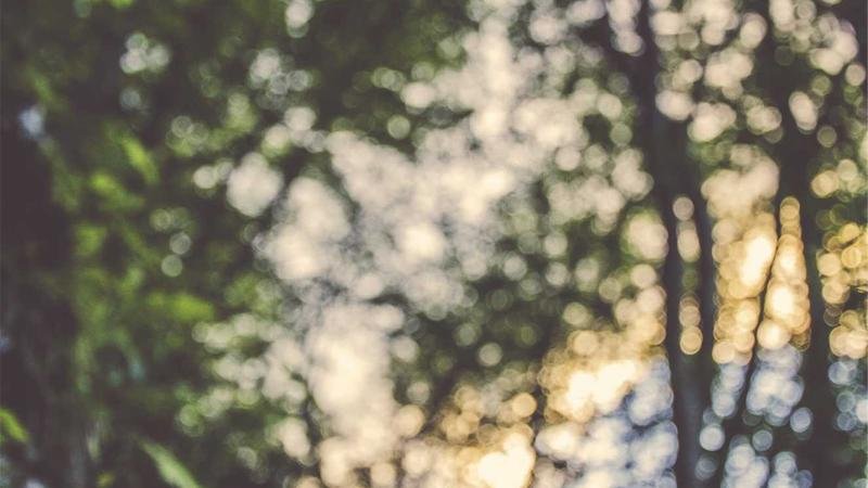 挑战魔法密林：BOSS机制与打法详解