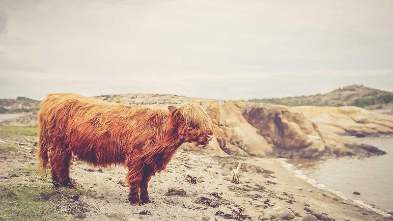 冒险岛游戏攻略图2